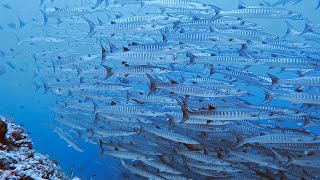 DIVING Maratua Island [upl. by Lean]