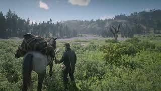 Red Dead Redemption 2 Ambience Searching for Lady Slipper Orchids in West Elizabeth [upl. by Chamkis]