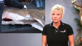 How To Skin a Deer  Field Care for Taxidermy [upl. by Angid]