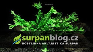 Microsorum pteropus Windelov  Windelov Fern  Hnědovka Windelov  Akvarijní rostliny  SURPANcz [upl. by Nanaek]