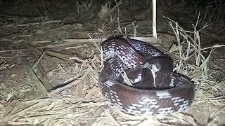 common krait snake।। रात में शिकार करने सालक सांप माना जाता है।। [upl. by Ellerahs936]