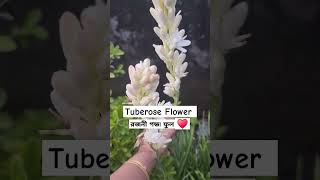 My Garden ♥️ Tuberose Flower 😍😍 trending nature viralvideo garden love [upl. by Stevana]