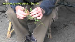 Propagating Penstemon [upl. by Rawde225]