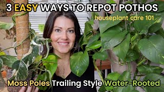 How To Repot POTHOS 3 Ways Pothos Soil Pot Size Fertilizer Watering  Houseplant Care 101 [upl. by Tirma242]