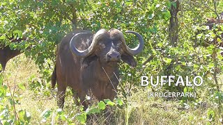 SOUTH AFRICA tsessebe buffalo and more Krugerpark 29 April 2024 [upl. by Rothberg]