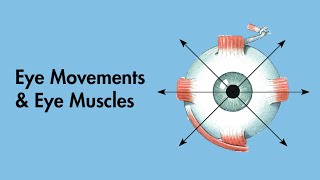 Cardinal Positions of Gaze  Eye Movements and Eye Muscles  Cranial Nerves  MEDZCOOL [upl. by Ayama]