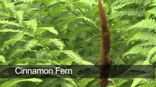 How To Grow Ferns [upl. by Immaj]