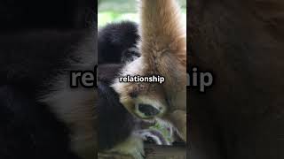 Fascinating Gibbon Facts You Wont Believe 4 wildanimalfacts amazingfacts animals facts [upl. by Montano]