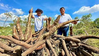 Record Breaking Giant Cassava Harvest Anglalaki at Sobrang Dami How to Grow Easy and Effective [upl. by Hallette269]