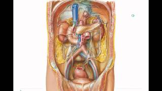 Abdomen Peritoneal cavity 2 [upl. by Adiasteb450]