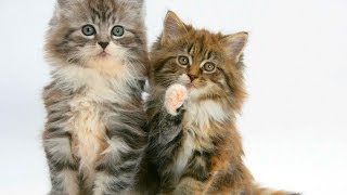 Animal Planet  Cats 101  Maine Coon [upl. by Brendon939]