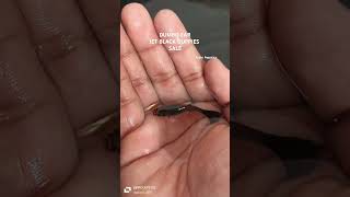 DUMBO EAR JET BLACK GUPPIES SALE  ARJUN AQUATICS guntur guppyfarm trending hanumankind rap [upl. by Sahc759]