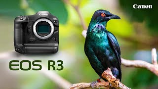 Canon EOS R3 Handson Review  Plus RF 16mm amp RF 100400mm Lenses [upl. by Acino]