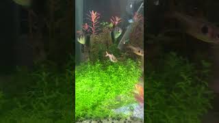 Pearlweed  pearling aquarium snailfish aquariumfish howtocreateguppyfishstrain tropicalfish [upl. by Huttan]