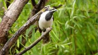 Juvenile Bluefaced Honeyeater Entomyzon cyanotis  BlauohrHonigfresser  Jungvogel 2 [upl. by Bud702]