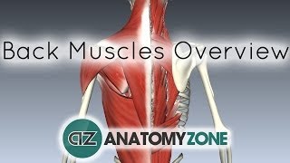 Back Muscles in a Nutshell  Anatomy Tutorial [upl. by Nylessoj]