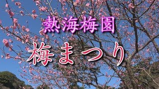 熱海梅園 「梅まつり 2019」 Atami Plum Garden [upl. by Enyleve]