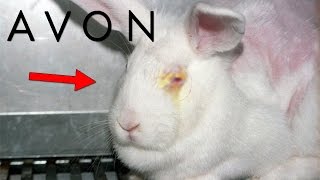 Los SECRETOS OCULTOS De AVON  ¿Realmente Usan Conejos [upl. by Hambley697]