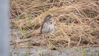 bluethroat willow tree fen [upl. by Waligore889]