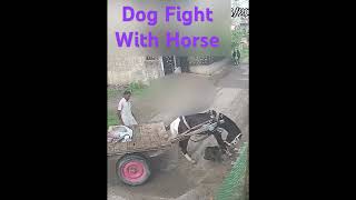 Dog attacks on Horse very dangerous situation [upl. by Tolecnal]