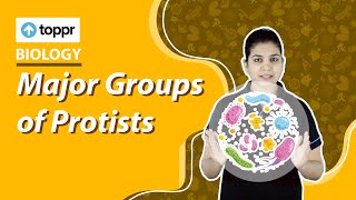 Major Groups of Protists  Microorganism  Class 8 Biology [upl. by Ahsinrats]