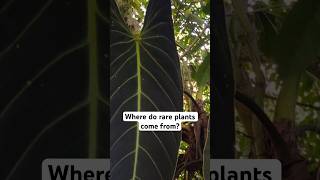 Where do rare plants come from rareplants documentary [upl. by Nallak107]