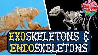 Exoskeletons and Endoskeletons [upl. by Trinetta]