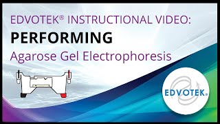 Agarose Gel Electrophoresis How to load DNA samples [upl. by Oitaroh]