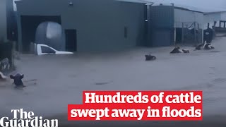 NSW flood Lismore farmer watches as half of 300cow herd swept away in eastern Australia floods [upl. by Souvaine]