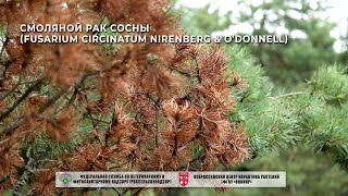 Смоляной рак сосны Fusarium circinatum Nirenberg amp ODonnell [upl. by Inafets877]