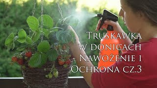 Nawożenie i pielęgnacja Cz 3 – Uprawa truskawek wiszących i pnących w donicach na balkonie [upl. by Anit]