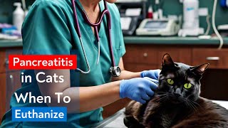 Pancreatitis in Cats When To Euthanize  cat pancreatitis symptoms  Euthanasia decision [upl. by Emawk]