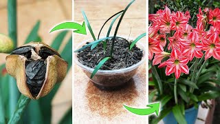 How to Pollinate Amaryllis Lily Flowers to Produce Seeds  Growing Hippeastrum from Seeds [upl. by Nilla]