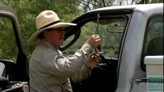 The Texas Horned Lizard [upl. by Halverson]