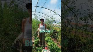 Full video on my page  tagged in this one tomatoharvest tomato harvest farming trellis farm [upl. by Locklin]