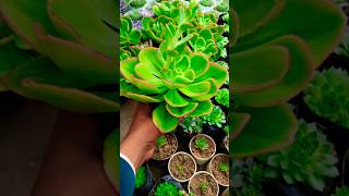 Succulent plants verities shortfeed shorts plants [upl. by Nnyluqcaj708]