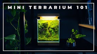 The BOXES of NATURE  Mini Terrarium 101 [upl. by Llechtim]