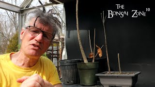 Repotting My Baobab Trees The Bonsai Zone April 2023 [upl. by Argus]