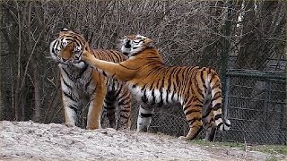 Sbirische Tiger Ahimsa und Jegor  Tierpark Hellabrunn [upl. by Abbottson]