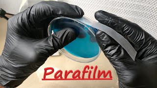 How to use parafilm to seal agar plates or petri dishes [upl. by Lang]