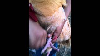 Removing spurs from a rooster easy spur removal [upl. by Rezeile]