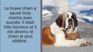 Test de compréhension globale Mascotte le saint Bernard des mers [upl. by Knitter]