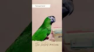 Tamed Bird Hahns Macaw mini macaw [upl. by Otinauj]