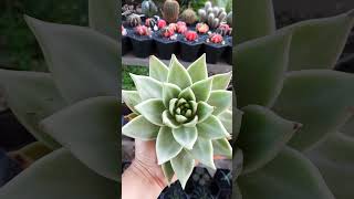 Agavoides aquarius echeveria suculentas succulent [upl. by Brande]