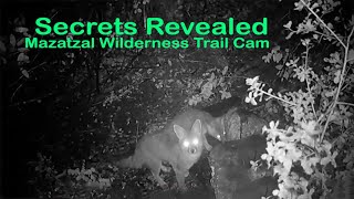 Unseen Mazatzal Wilderness Trail Cam Discoveries [upl. by Alika905]