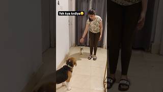 Karma will definitely hit u back😱short explore funny viral beagle explore video [upl. by Ultima]