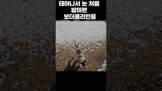 보더콜리 닮 Border Collie 보더콜리 캠핑카여행 애견동반 보더콜리 닮 라일락멀 bordercollie lilacmerle 23년 첫눈 온날 애카 [upl. by Abixah]