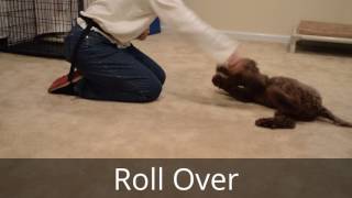 Chip 16WeekOld Lagotto Romagnolo Puppy Obedience Training [upl. by Gnanmas]