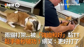 兩貓打架被「強迫和好」黏TT 鬆手後秒破功！網笑：更好打了│寵物│貓咪｜猫｜ねこ│Pet│Cat│Kitten [upl. by Nnylaf]