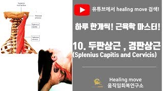 10두판상근과 경판상근머리 목널판근 Splenius Capitis and Cervicis 근육학마스터referred painMPStrigger point [upl. by Anelrihs]